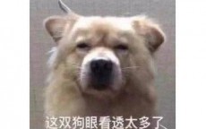 一周神评论：原神再次提名TGA，网友表示无法反驳，米哈游公司名却被官方打错