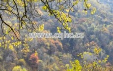 轻变传奇SF与白银四阶的惊喜联动，玩家热情依旧高涨