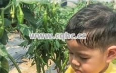 探寻北方传奇私服发布网与1.80英雄连击顶级装备的完美结合之谜