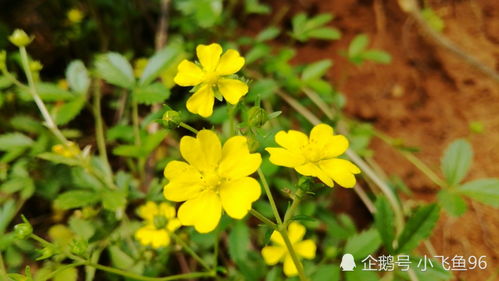 蛇王逆袭：傲剑迷失传奇新篇章